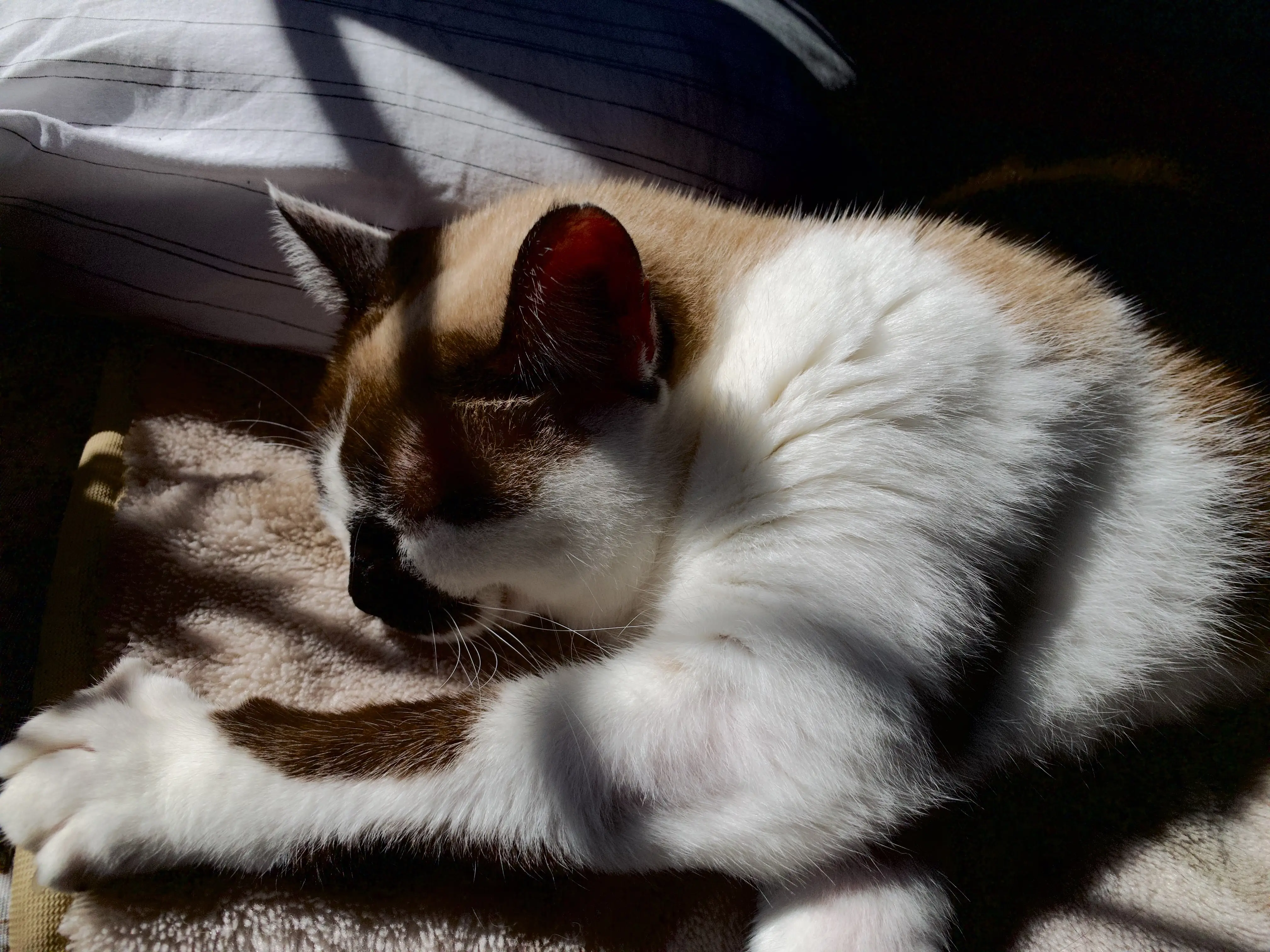 Mia