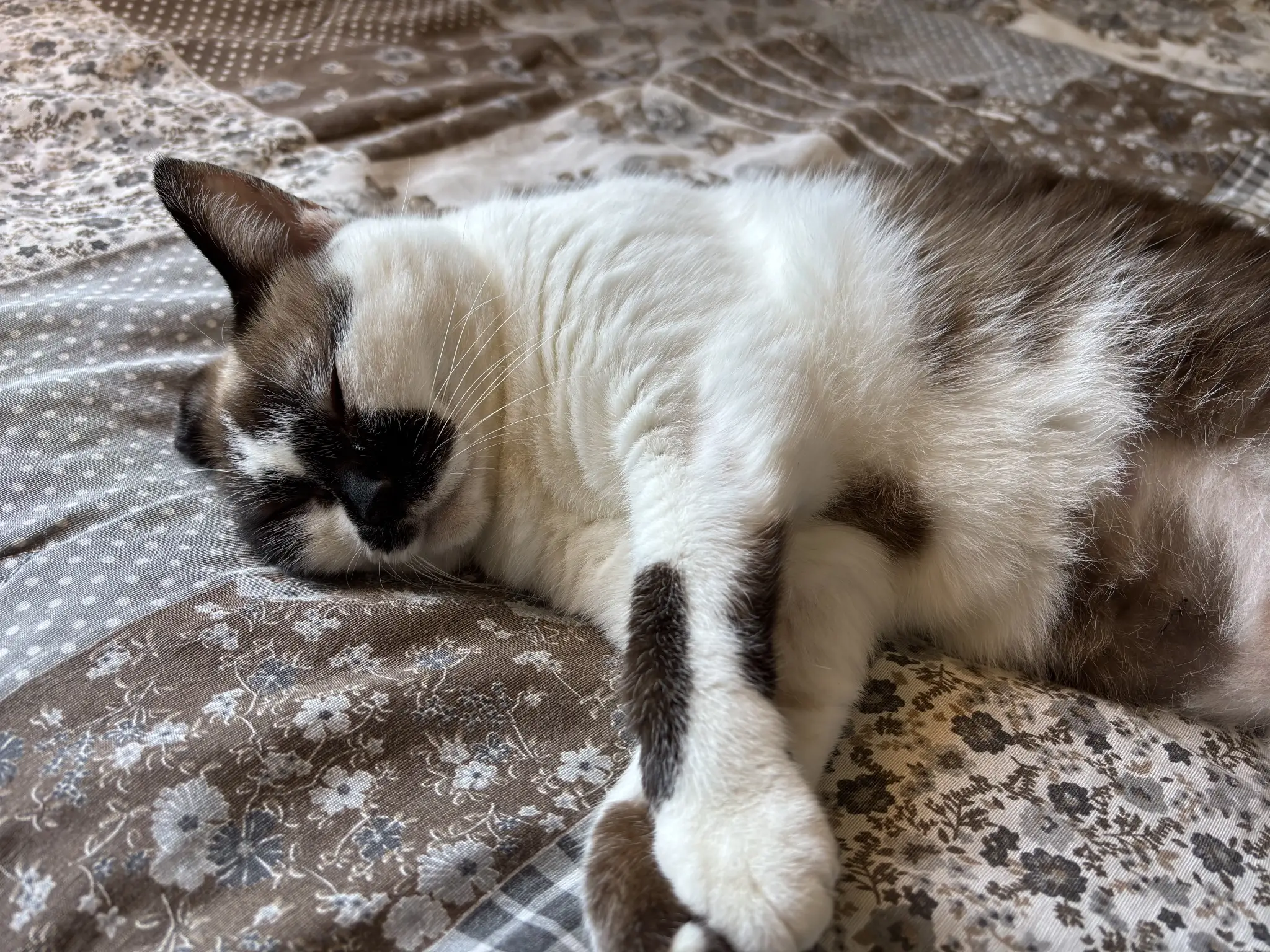 Mia