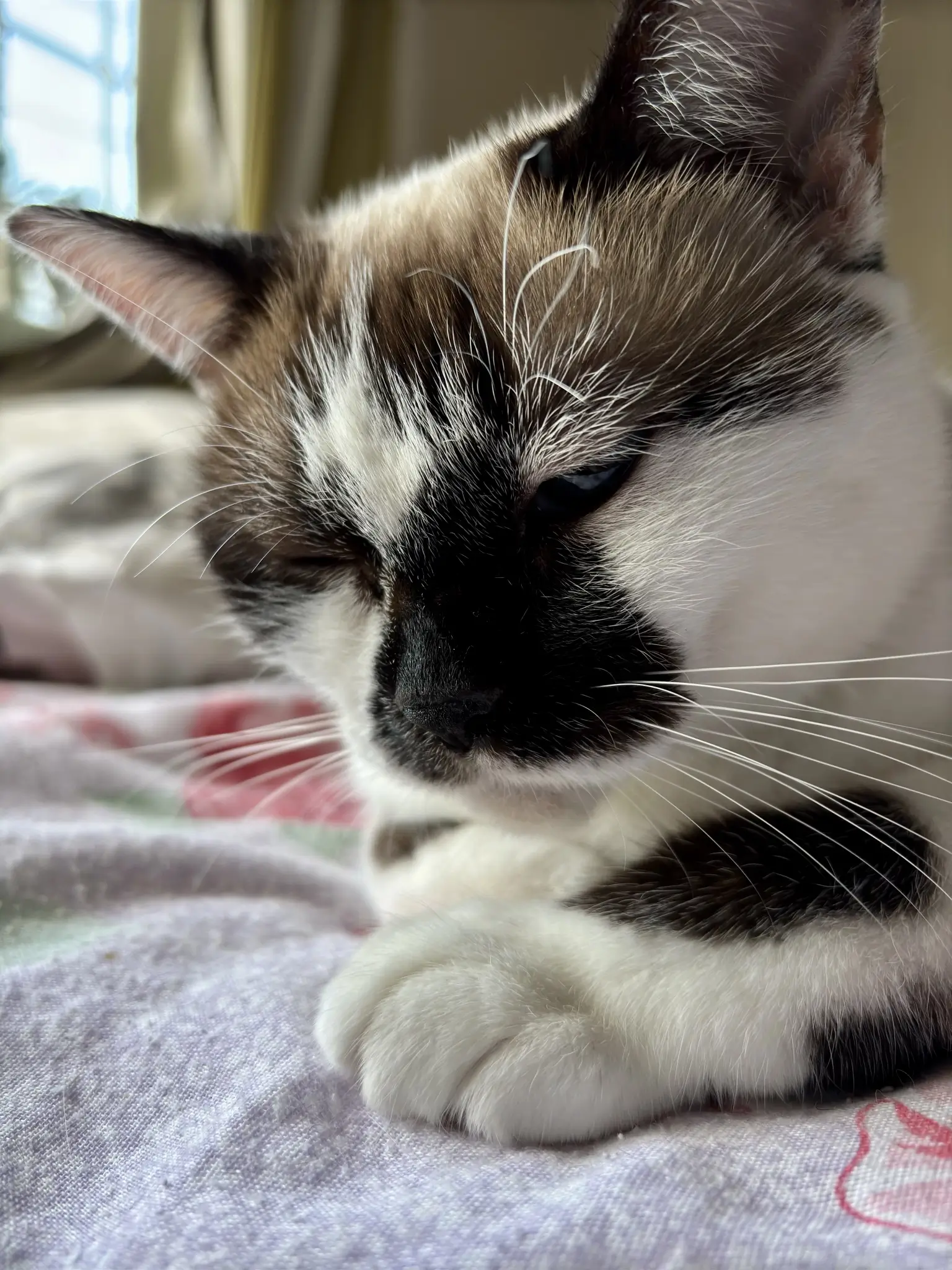 Mia