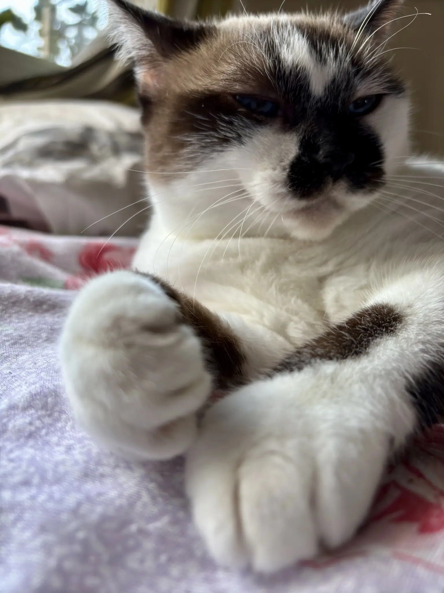 Mia