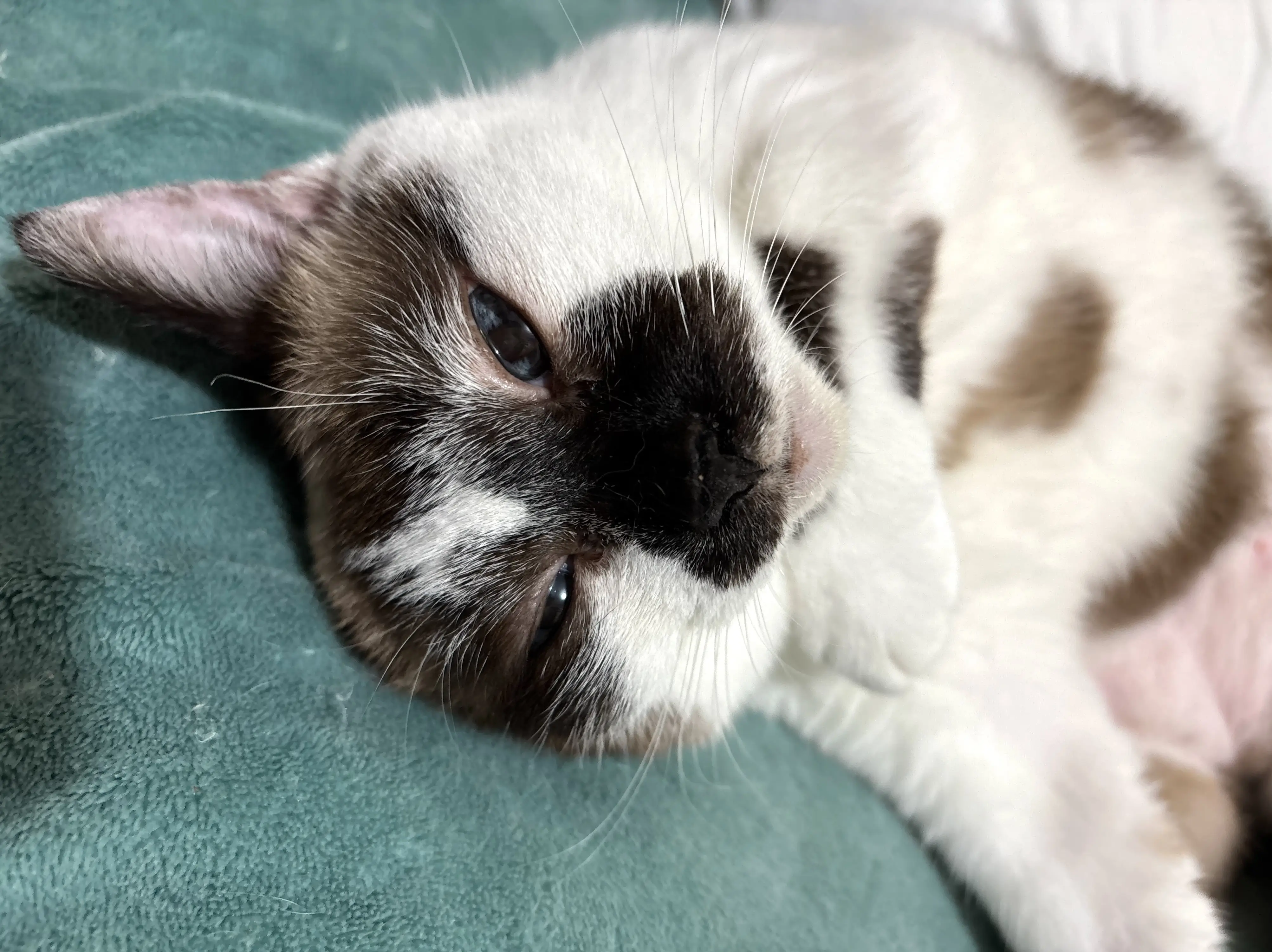 Mia