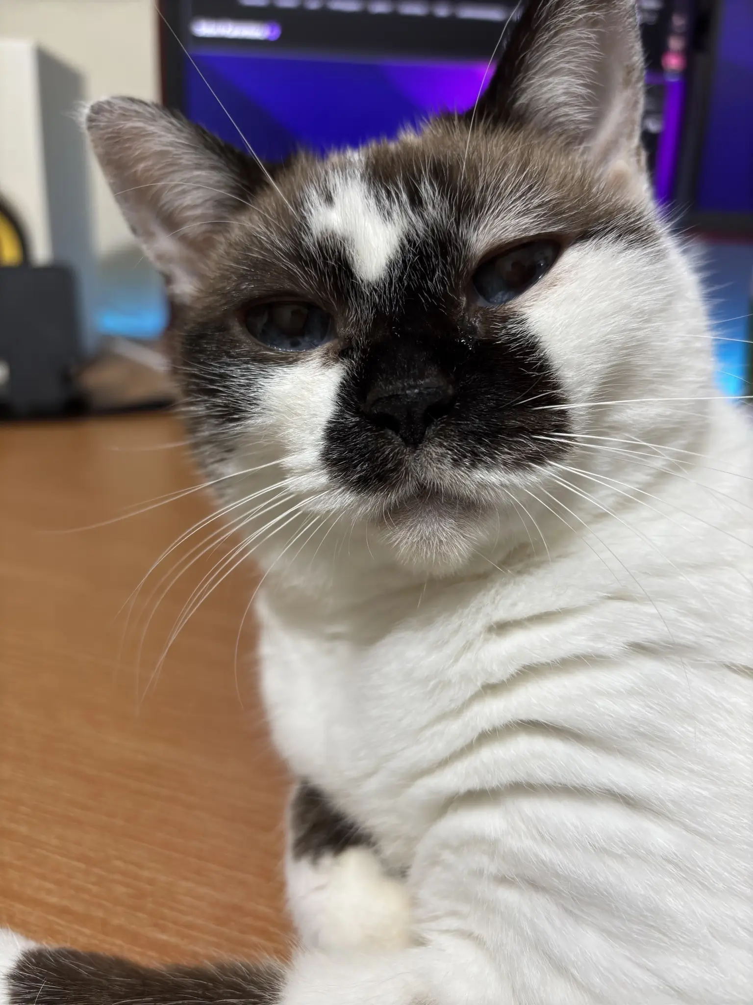 Mia