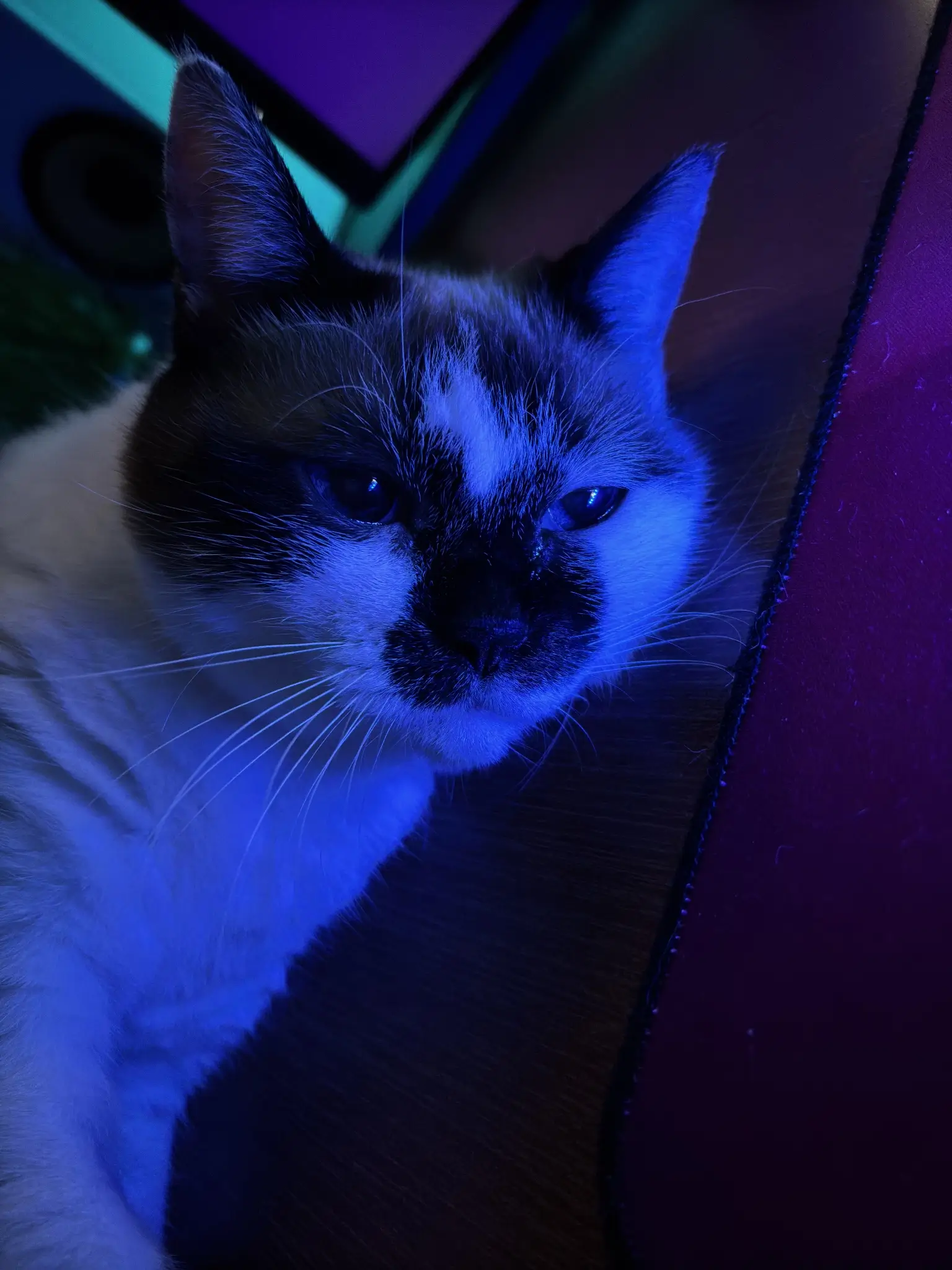 Mia